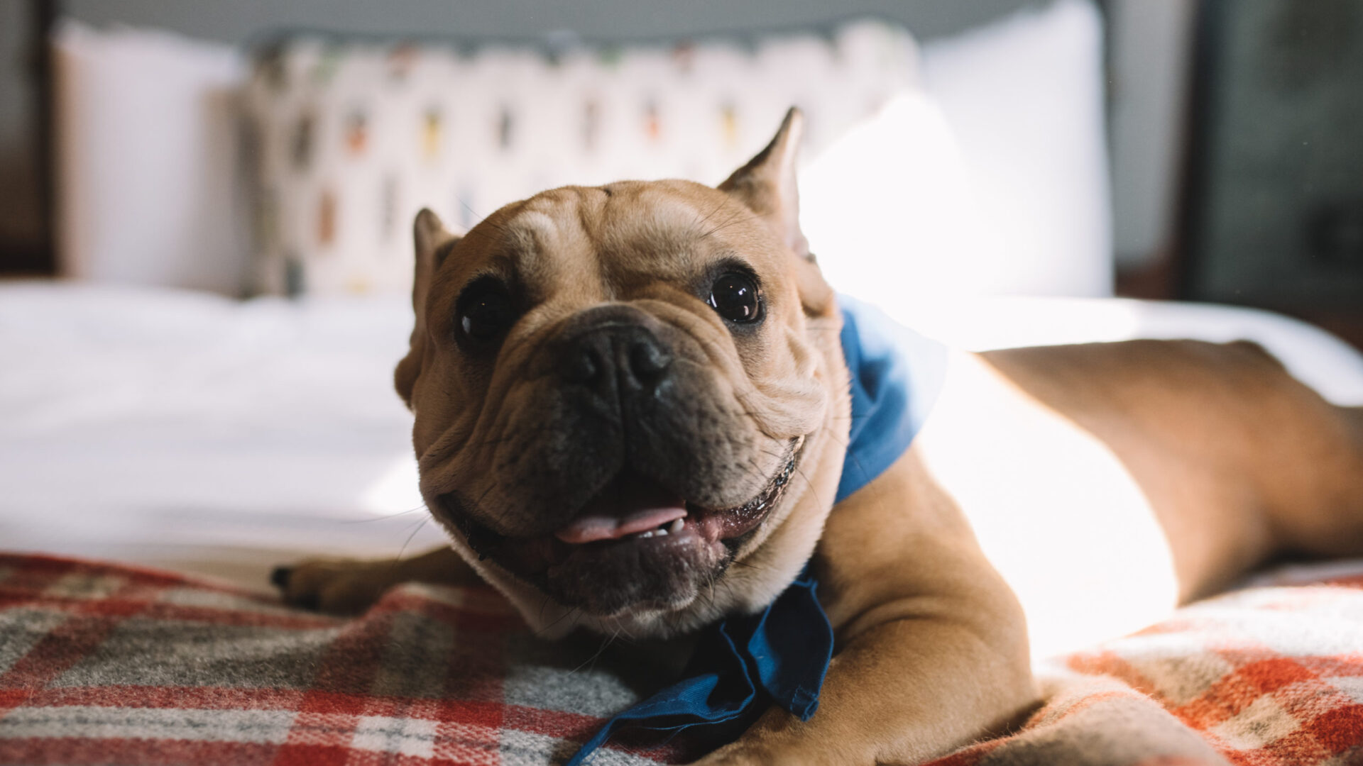 Dog smiling on a bed at our boutique hotel in Minneapolis, MN