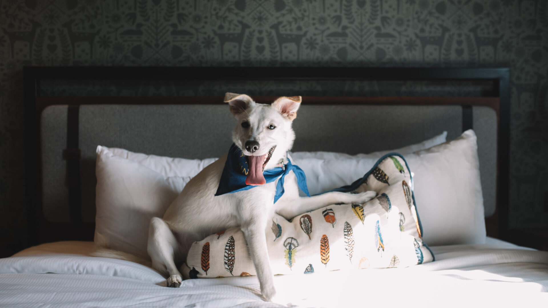 White dog with a blue bandana lying on a pillow on a Minneapolis hotel bed