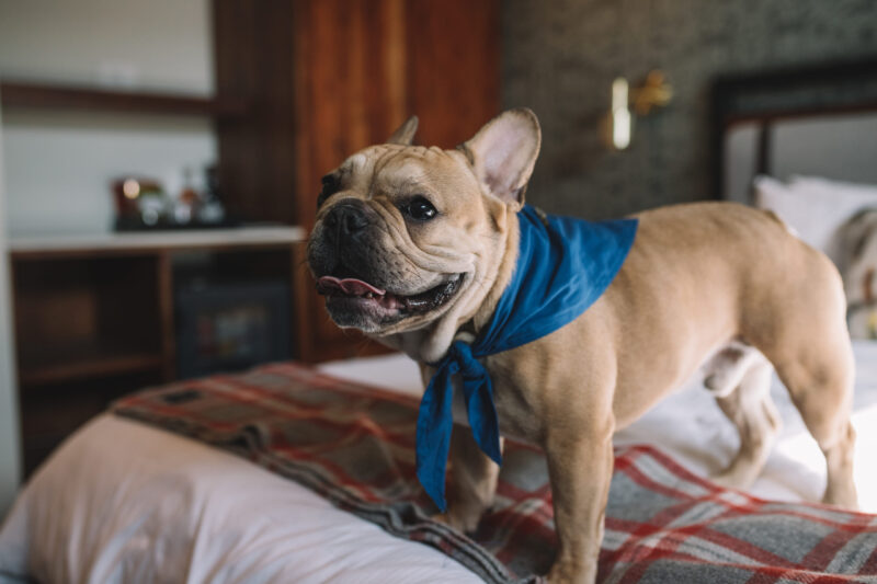 Small brown dog with a blue bandana on a bed at our Minneapolis boutique hotel